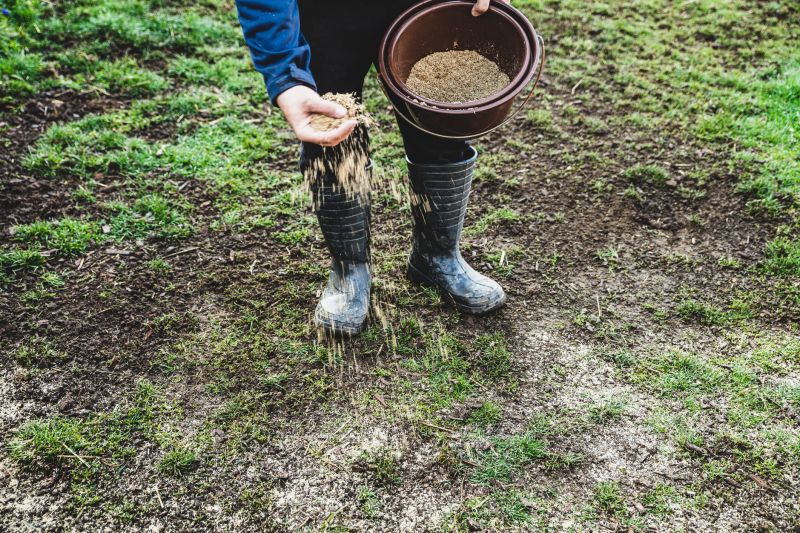 Lawn Seeding in Ventura County, CA