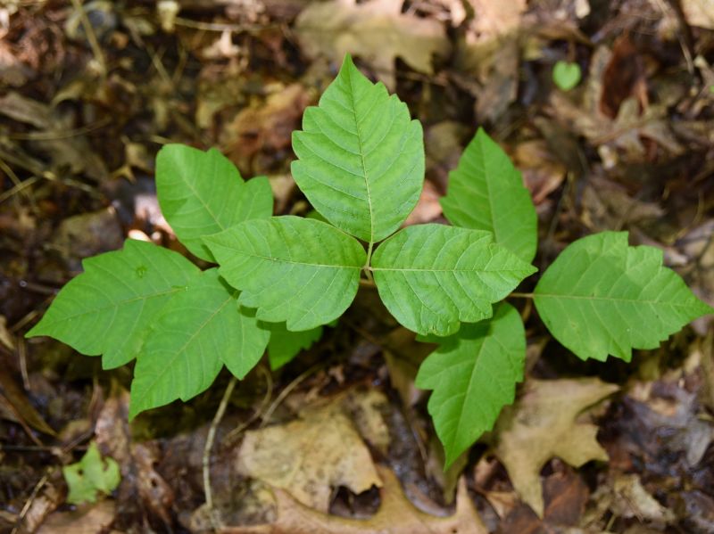 Poison Ivy Removal in Doylestown, PA