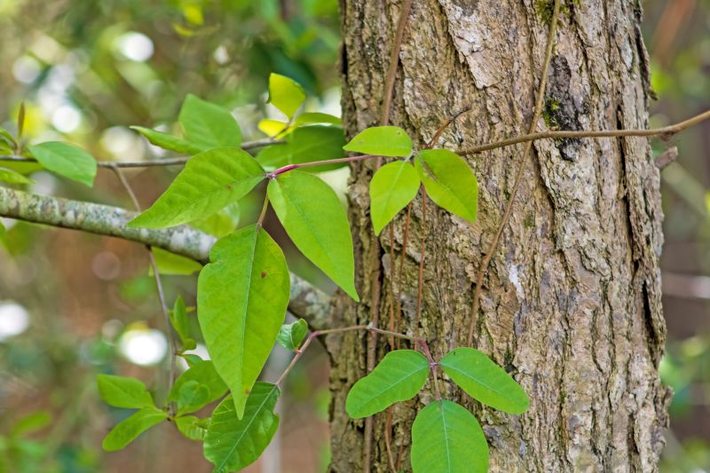 Poison Oak Removal in Wilmington, DE