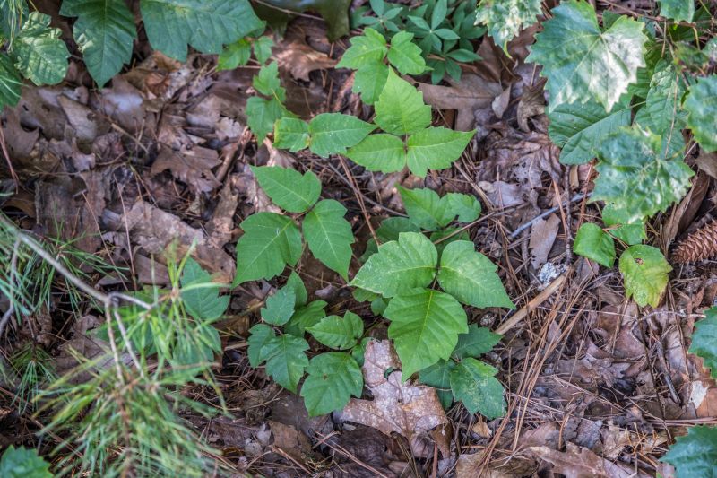 Poison Oak Removal in Harford County, MD