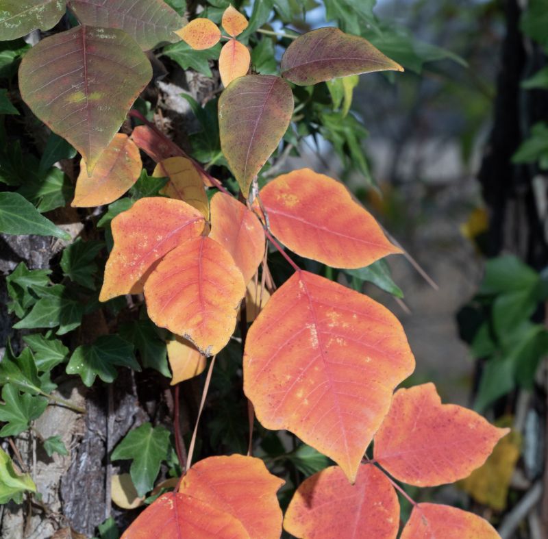 Poison Oak Removal in Pottstown, PA