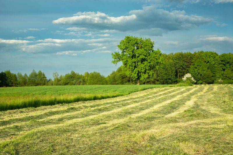 Brush Mowing Service in Calvert County, MD