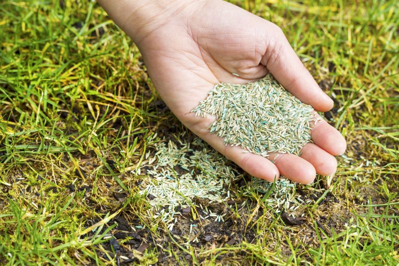 Commercial Grass Seeding in Honolulu, HI