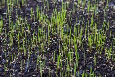 Commercial Lawn Seeding in Honolulu, HI