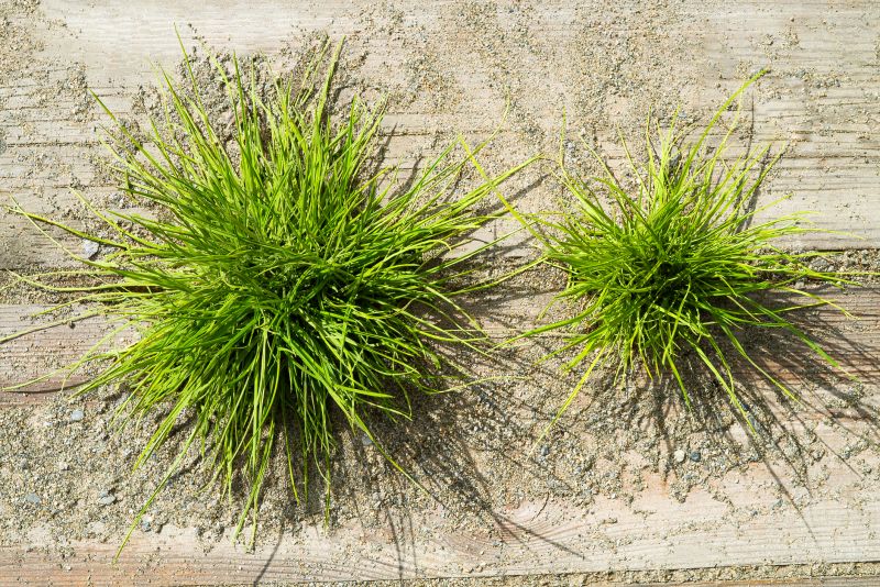 Crabgrass Removal in Aiken, SC
