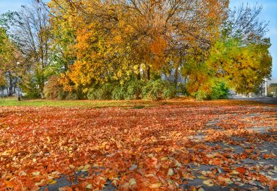 Autumn Yard Cleanup in Progress