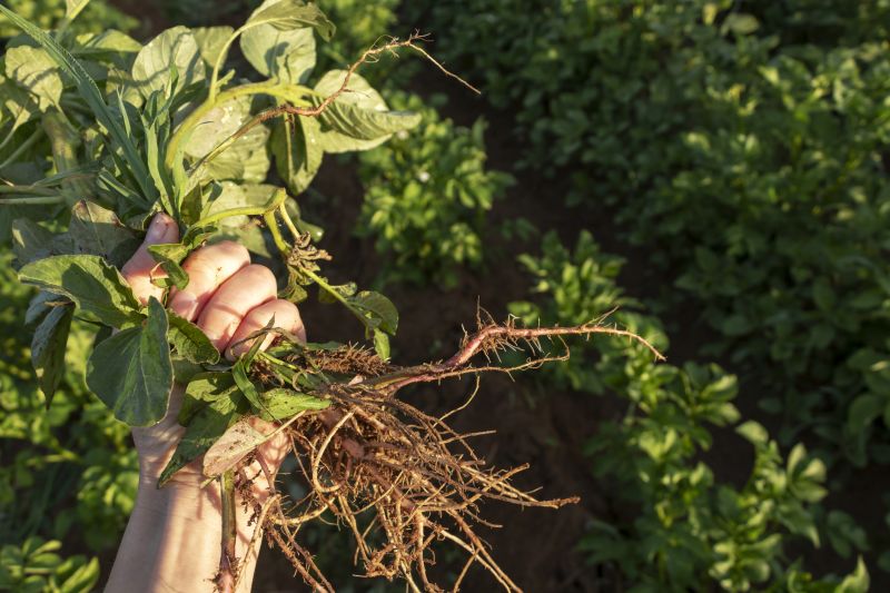 Garden Deweeding in Rockwall, TX