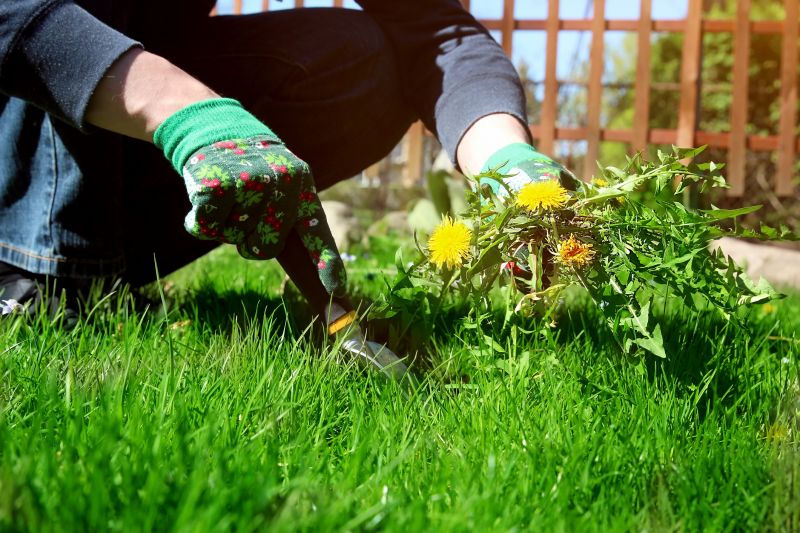 Garden Deweeding in Honolulu, HI