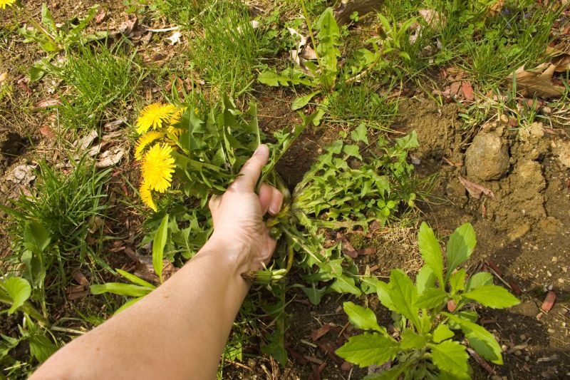 Garden Deweeding in Honolulu, HI