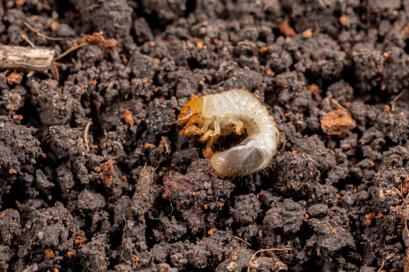 Grub Control in Honolulu, HI
