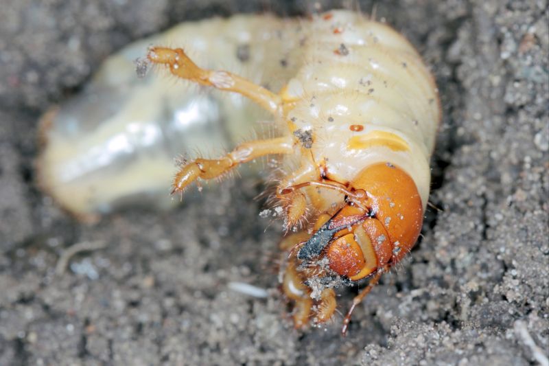 Grub Control in Ventura County, CA