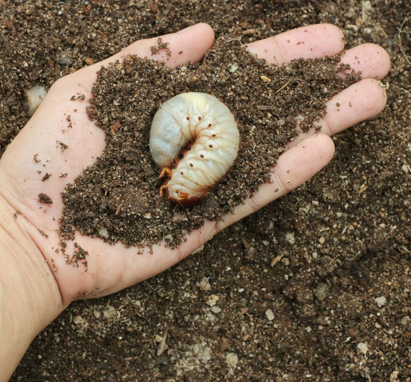 Grub Control in Ventura County, CA