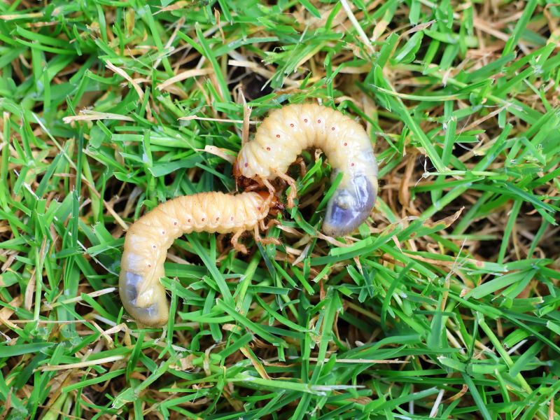 Grub Prevention in Ventura County, CA