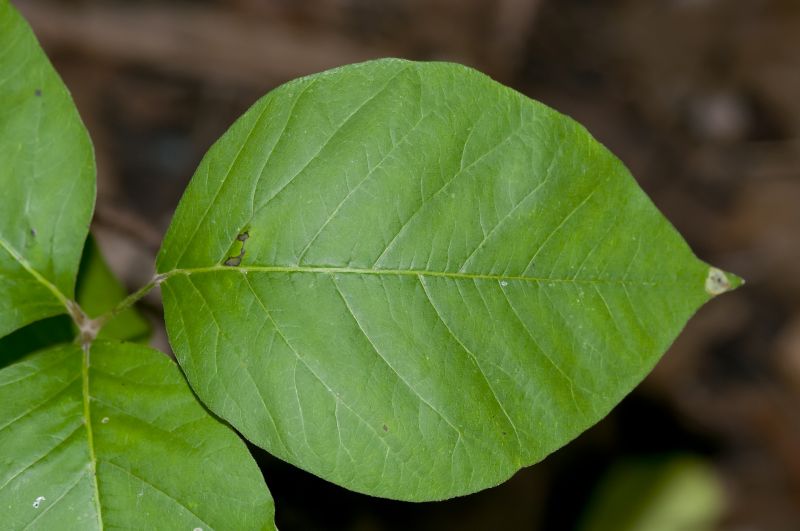Hemlock Removal in Lancaster, PA