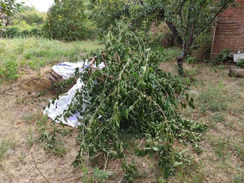 Lawn Debris Cleanup in Honolulu, HI