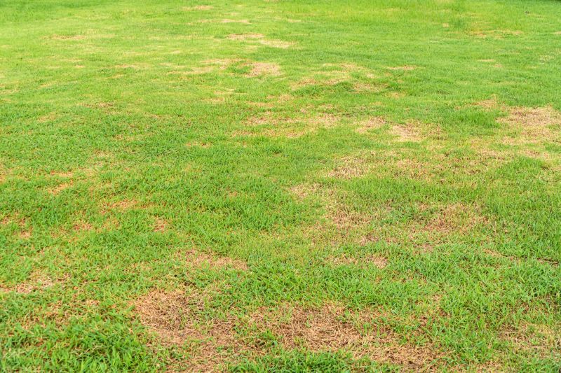 Lawn Disease Treatment in Ventura County, CA