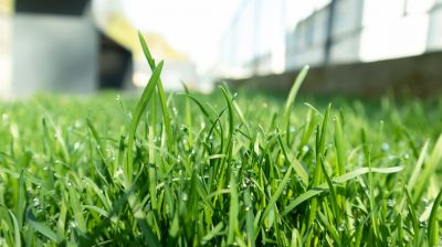 Lawn Moss Control in Ventura County, CA