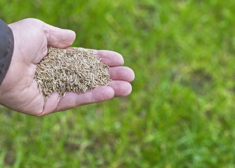 Lawn Seeding in Ventura County, CA