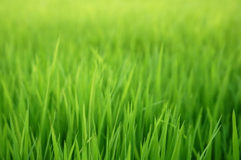 Lawn Seeding in Ventura County, CA