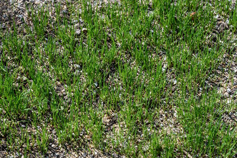 New Construction Lawn Seeding in Honolulu, HI