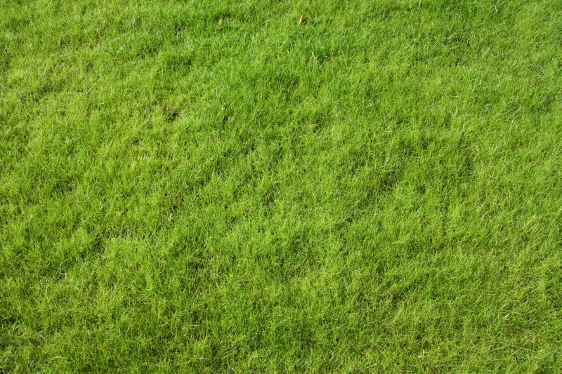 New Lawn Seeding in Ventura County, CA