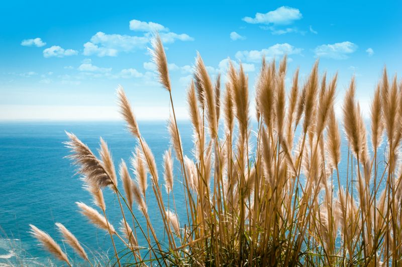 Pampas Grass Control in Rockwall, TX