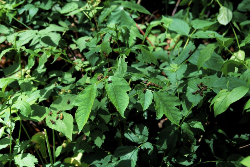 Poison Ivy Removal in Newark, DE
