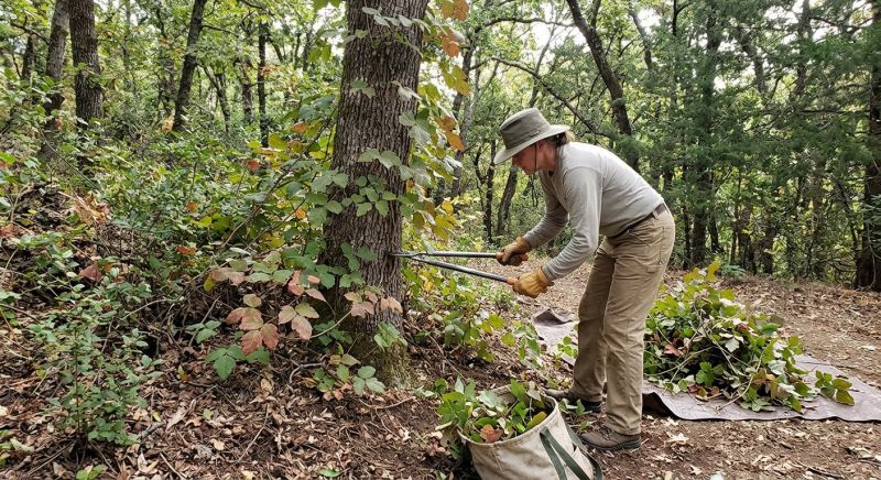 Poison Ivy Removal in Harford County, MD