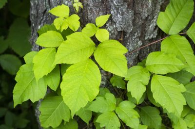 Poison Ivy Removal in Honolulu, HI
