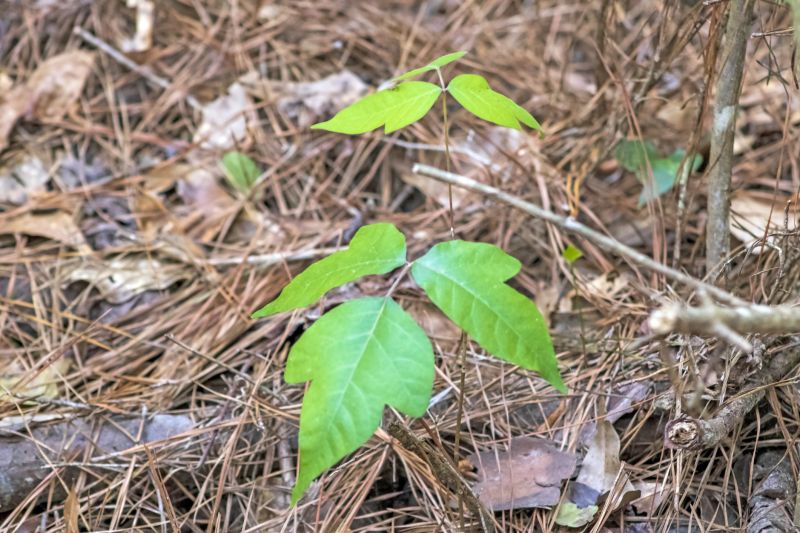 Poison Ivy Removal in Wilmington, DE