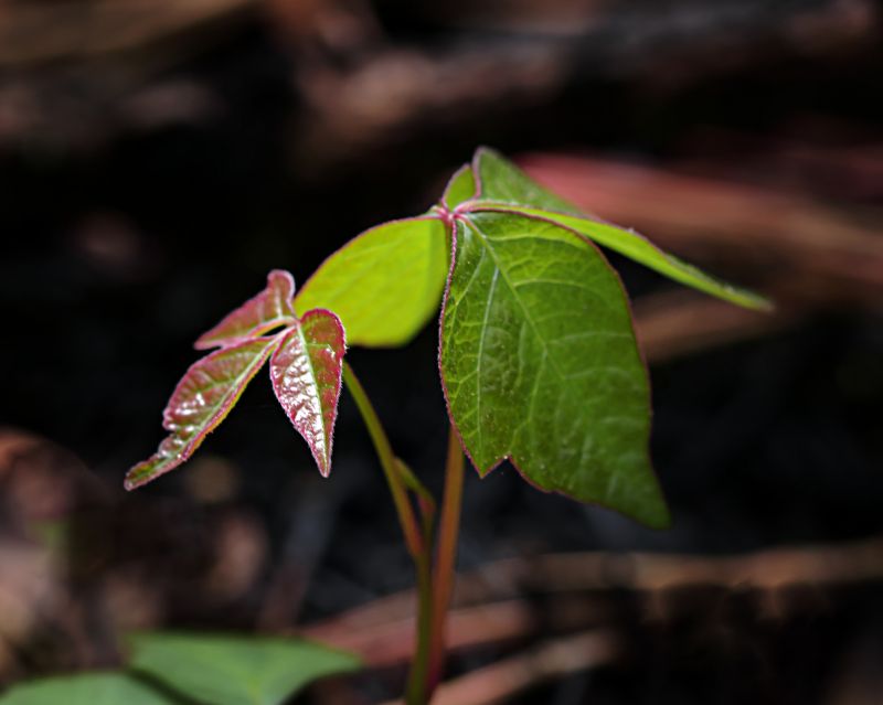 Poison Ivy Removal in Pottstown, PA