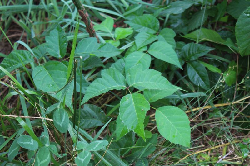 Poison Ivy Removal in Burlington County, NJ