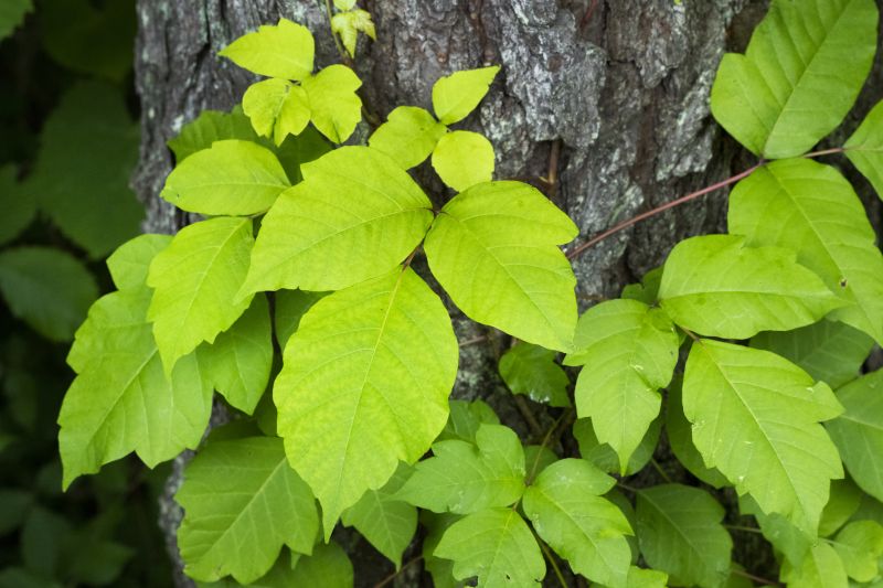 Poison Oak Removal in Allentown, PA