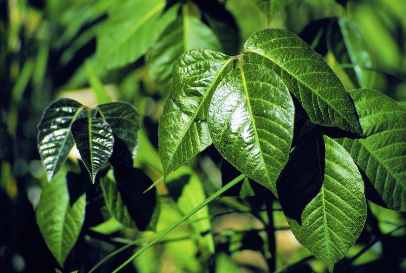 Poison Oak Removal in Montgomery County, PA