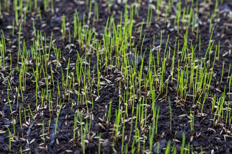 Reseeding Service in Ventura County, CA