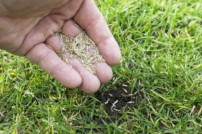Residential Grass Seeding in Honolulu, HI