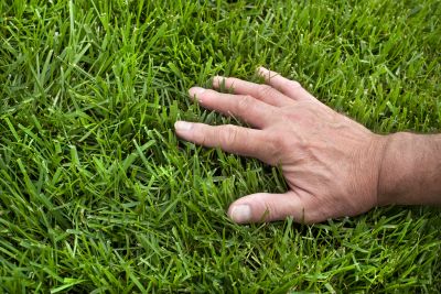 Spring Lawn Treatment in Ventura County, CA