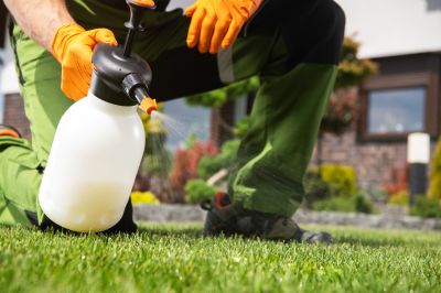 Thistle Treatment in Aiken, SC